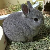 ナユンさんのアイコン画像