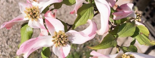 ともさんの壁紙画像