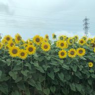 りおさんのアイコン画像