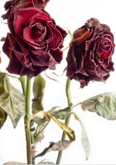 花束が眠るときに