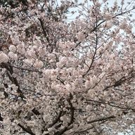 みかん 🐶🐱🐾🌹📚　フォロセ中さんのアイコン画像