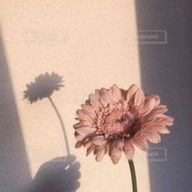 爽音さんのアイコン画像