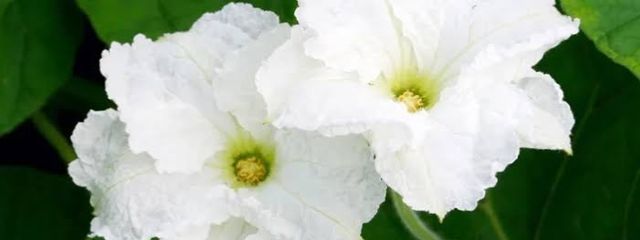 夕顔さんの壁紙画像