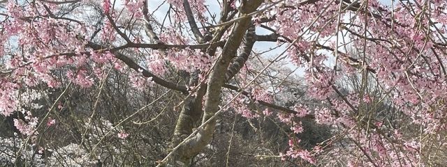 ノエさんの壁紙画像