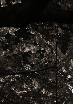 sxxn のみなさんは秘密があるそうです