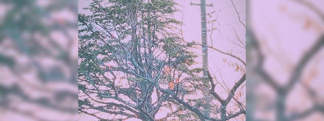 奏さんの壁紙画像