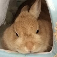 kiriguさんのアイコン画像