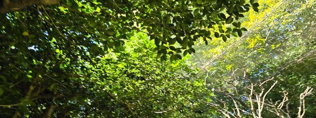 りおんさんの壁紙画像