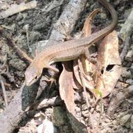 りおんさんのアイコン画像