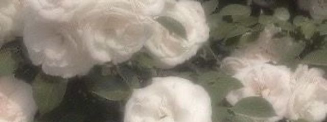 ︎︎　　鈴 芽　.さんの壁紙画像
