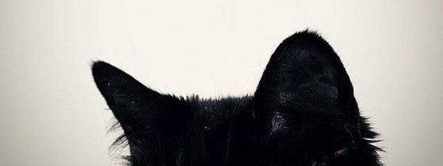 ネコ科🌙さんの壁紙画像