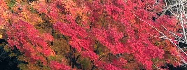 呪羅（呪羅）さんの壁紙画像