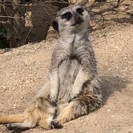 minipinさんのアイコン画像