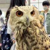 kokoroさんのアイコン画像