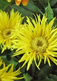  🩷 共 通 点 ゼ ロ の 両 想 い 💚