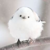 するめいか　フォロバ絶対しますさんのアイコン画像