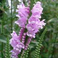 まお（情緒不安定）さんのアイコン画像