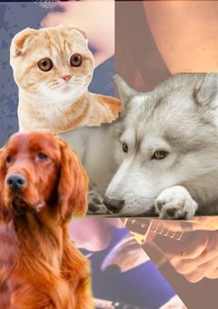 ハスキーとスコティッシュとアイリッシュセッター