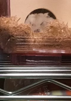 東方×ちろぴの！？