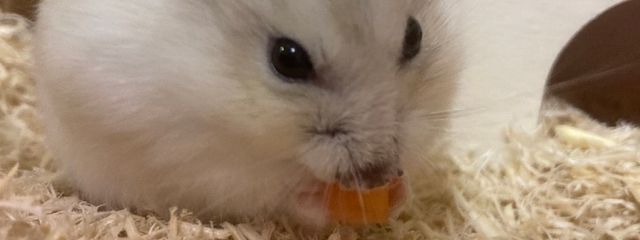 はるぴっぴだよーーーーーーーーｯ!!!!!!!!!!!!!さんの壁紙画像