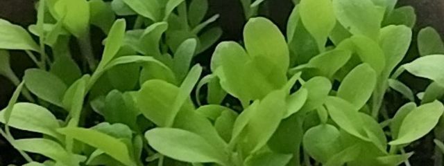 草さんの壁紙画像