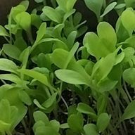 草さんのアイコン画像