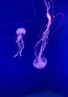 【‎🤍🥀】 雑