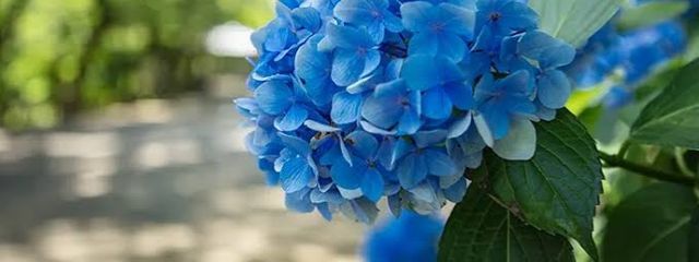 白薔薇。さんの壁紙画像