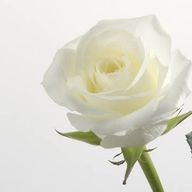 白薔薇。さんのアイコン画像