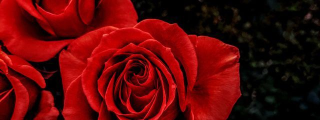 サクラさんの壁紙画像