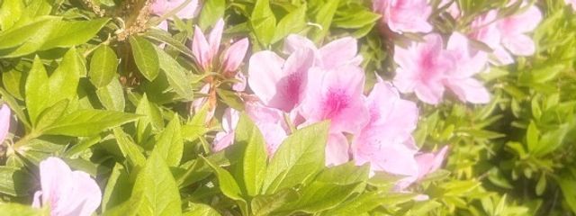 きゃらめるさんの壁紙画像