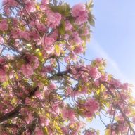 きゃらめるさんのアイコン画像