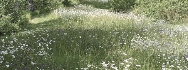 まつのきさんの壁紙画像