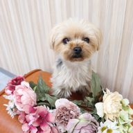 Snyan💜📢さんのアイコン画像