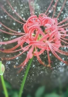 彼岸花が咲くその瞬間まで