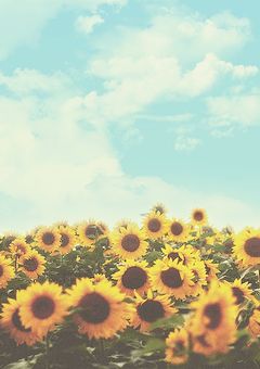 向日葵が導く光の向こうには