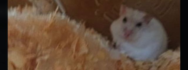 んんさんの壁紙画像