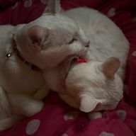 みぃちゃんだお☆さんのアイコン画像