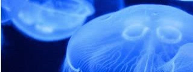 レモンさんの壁紙画像