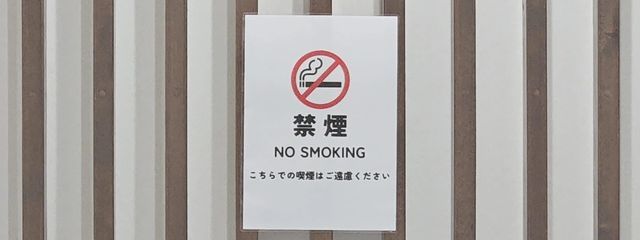 紫の鬱金香さんの壁紙画像