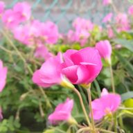 Rinさんのアイコン画像