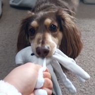 ふくいぬ@更新完全停止！！！さよなら！！さんのアイコン画像