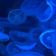 Kanon__。さんのアイコン画像