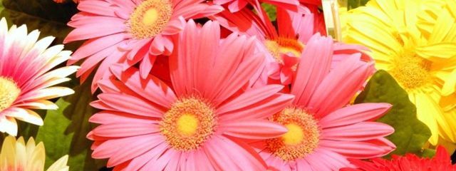 #雪見だいふくさんの壁紙画像