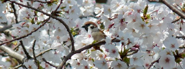 みーさんの壁紙画像