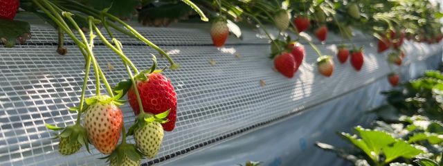 すーさんの壁紙画像