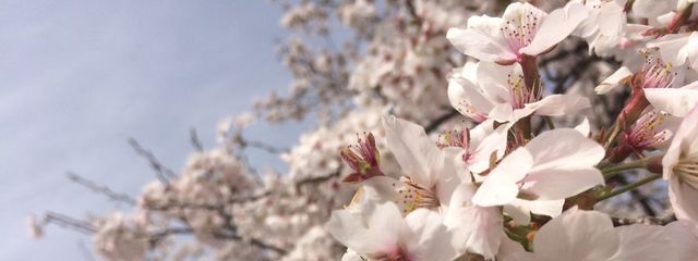 ゆあさんの壁紙画像