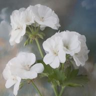 Pelargoさんのアイコン画像