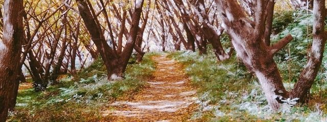 しょにだー♡さんの壁紙画像