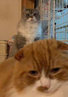 𝕄𝕚𝕒🍎♠︎＊のお話し部屋ッ！！！